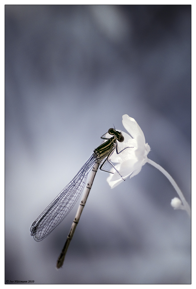 Dragon fly