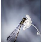 Dragon fly