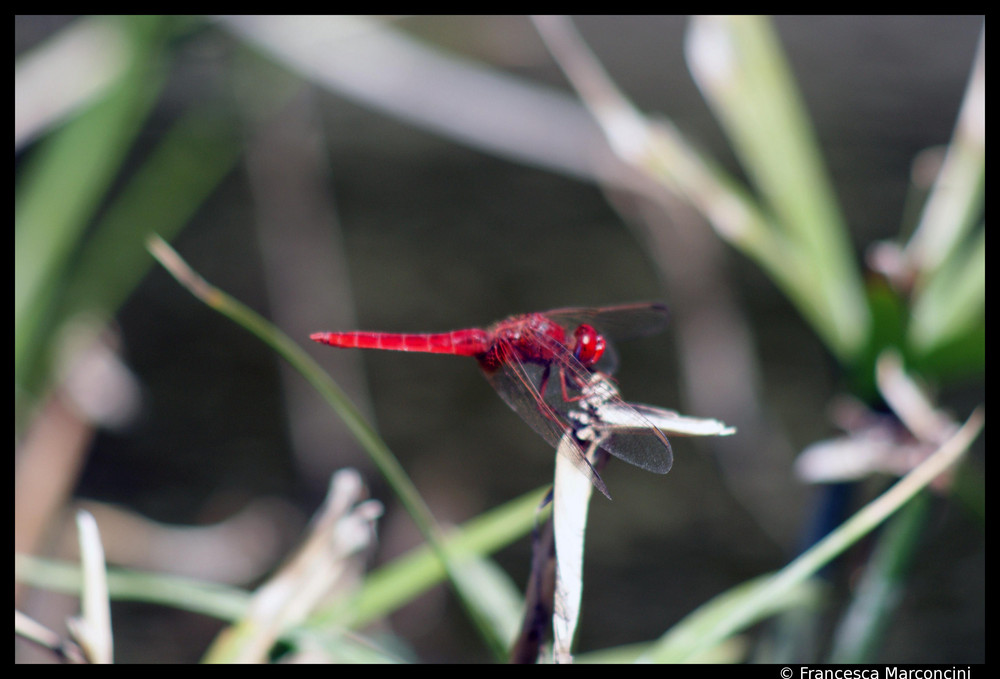 Dragon-fly