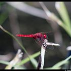 Dragon-fly