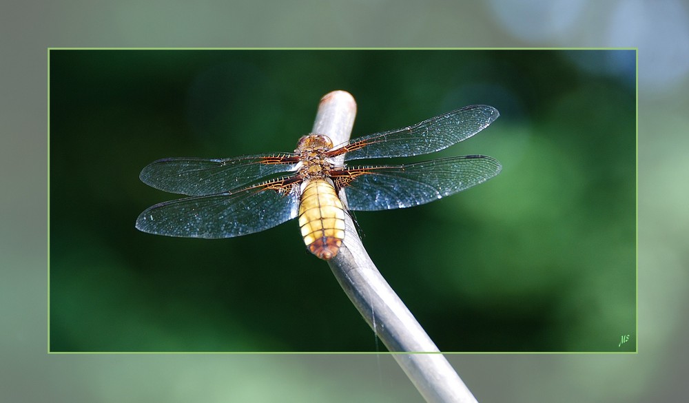 dragon-fly