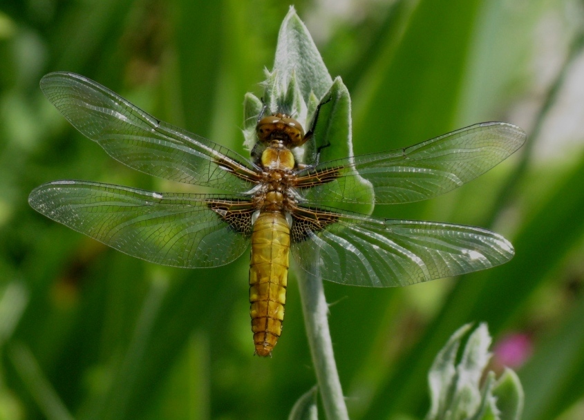 dragon fly 2