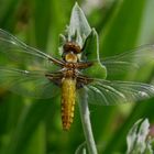 dragon fly 2