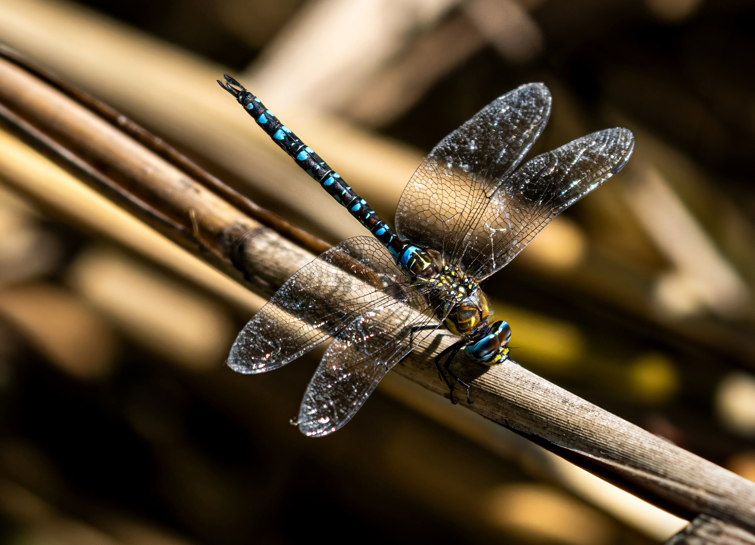 dragon-fly