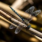 dragon-fly