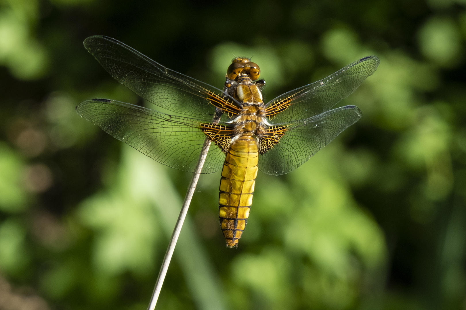 Dragon fly