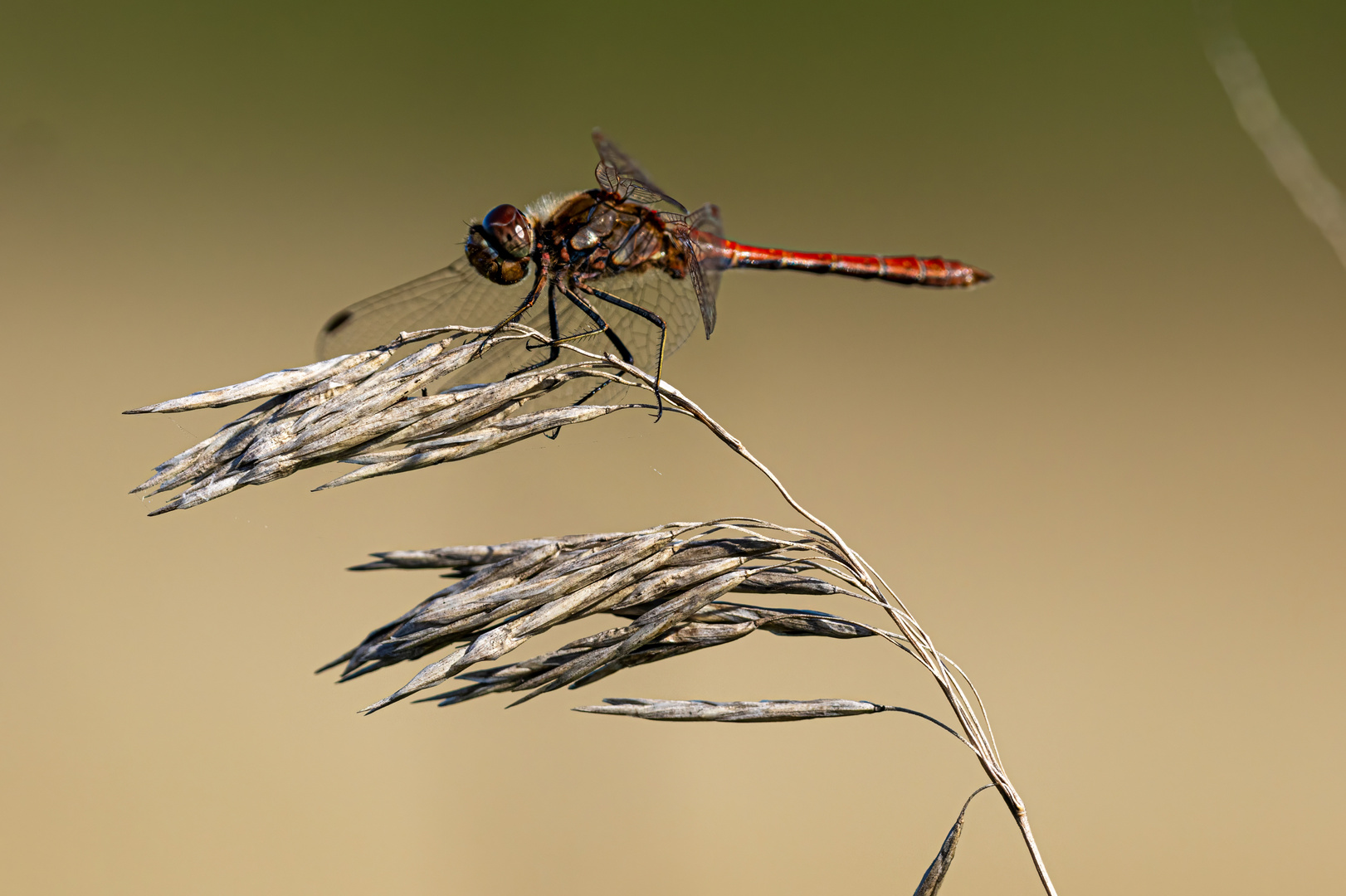 dragon-fly