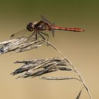 dragon-fly