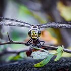 Dragon Fly 