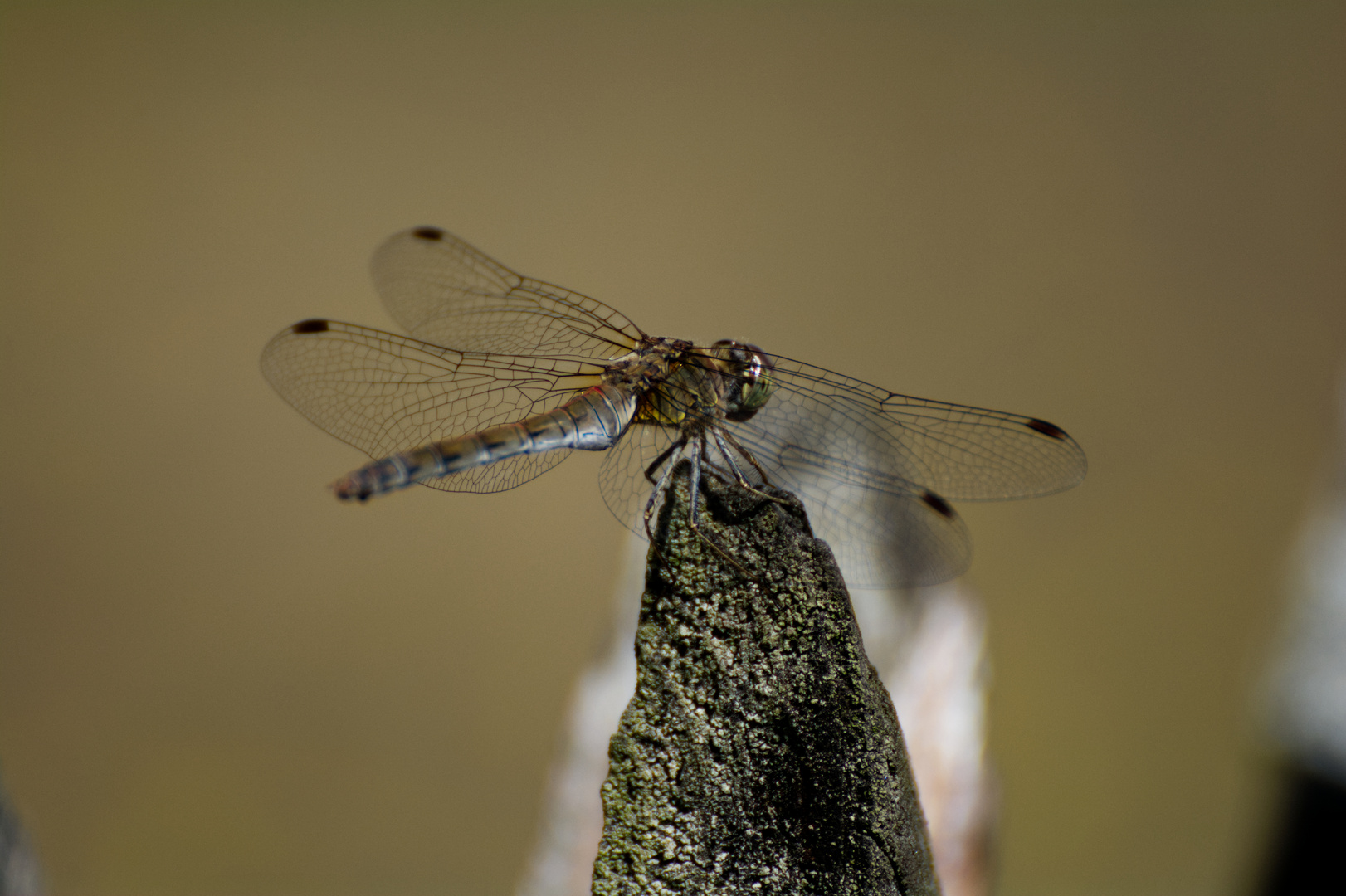 Dragon Fly