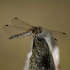 Dragon Fly