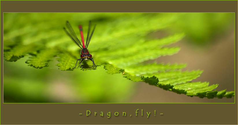 Dragon, fly!