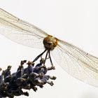 dragon fly