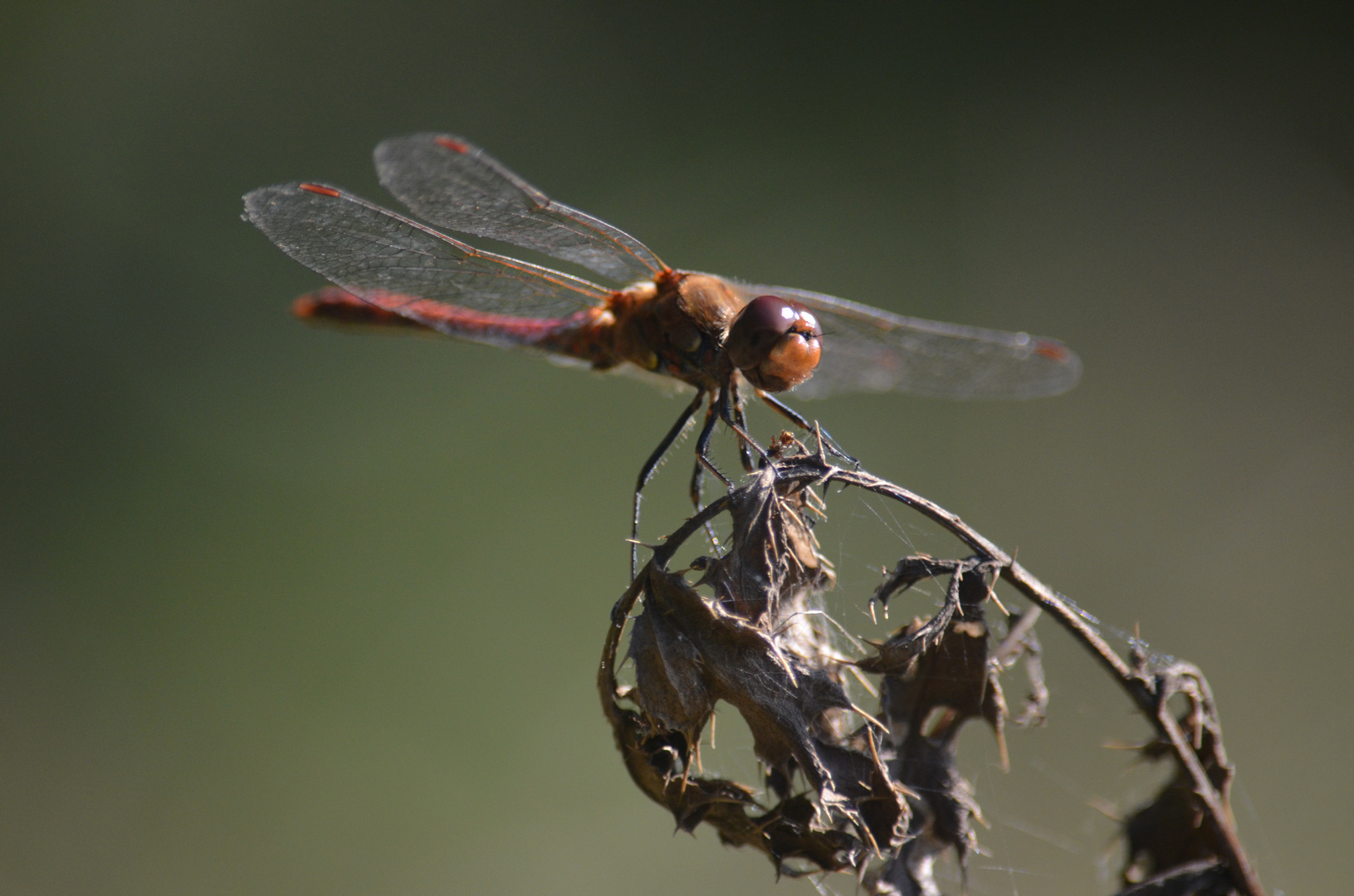 Dragon Fly