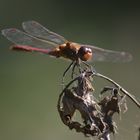 Dragon Fly