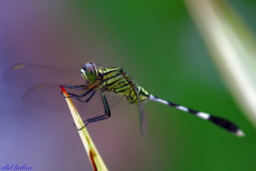 Dragon Fly