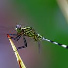 Dragon Fly