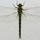 Dragon Fly