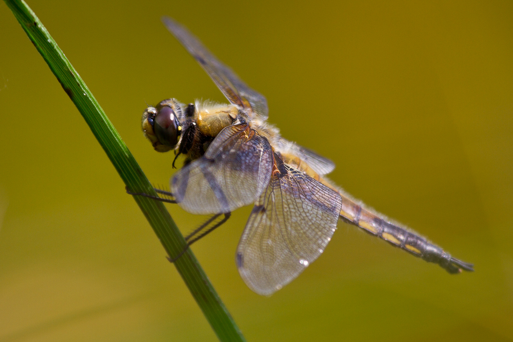 Dragon Fly