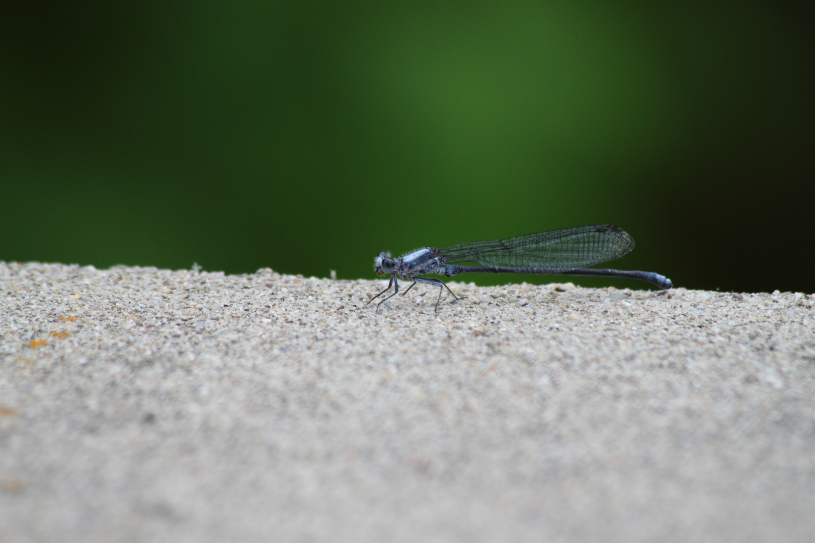 Dragon Fly