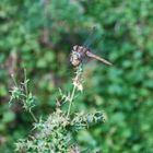 Dragon-Fly