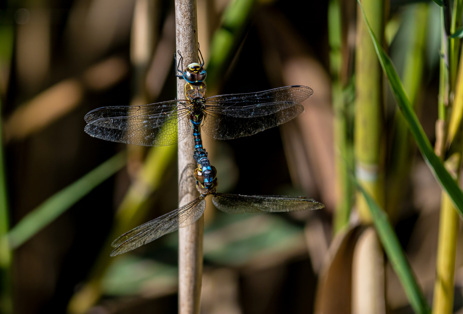 dragon-fly