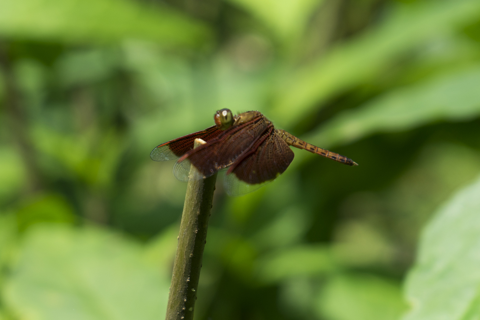 Dragon fly