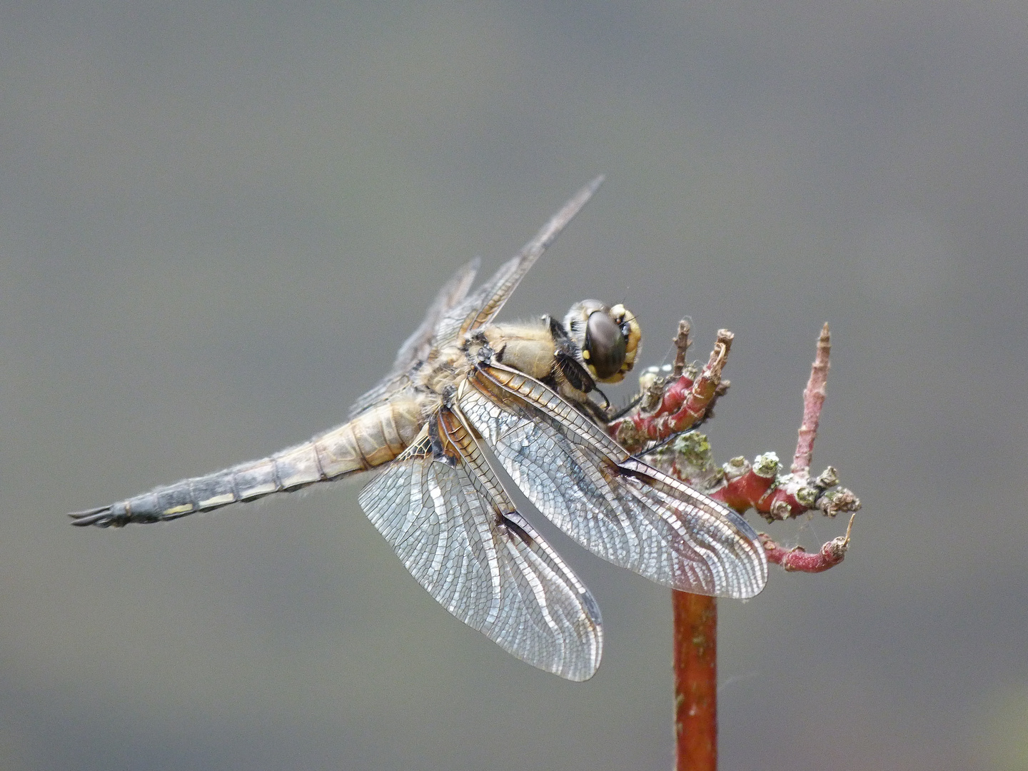 dragon fly at nap