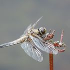 dragon fly at nap