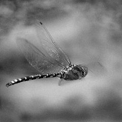 Dragon - Fly Away