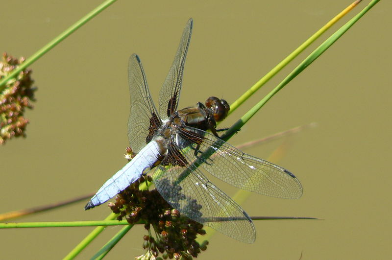 Dragon Fly