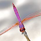 Dragon Fly