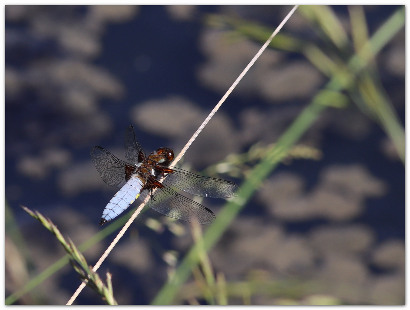 dragon-fly