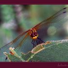 Dragon-fly