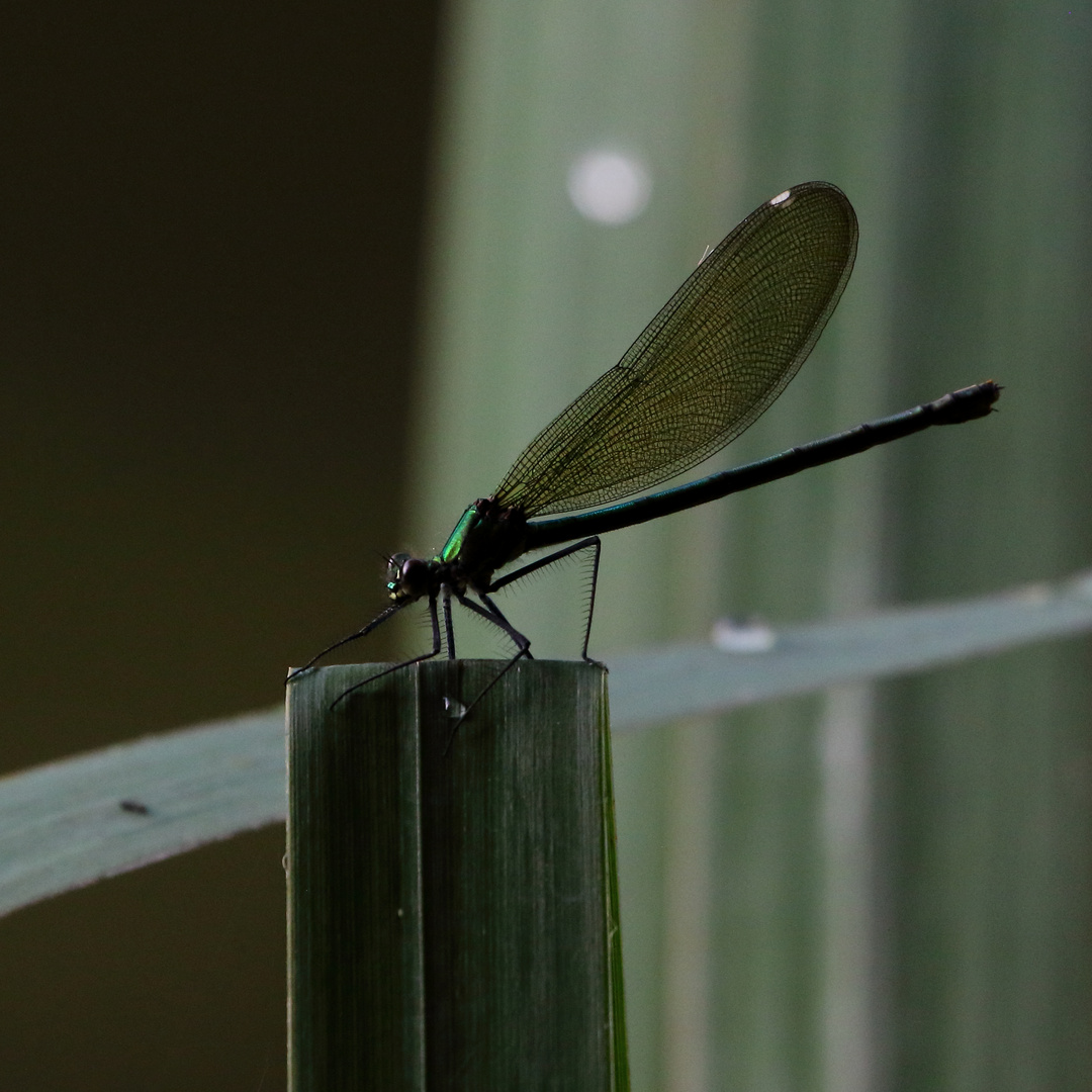 dragon fly