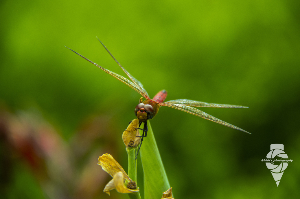 Dragon Fly