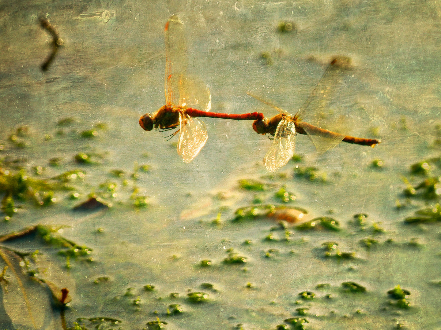 dragon fly duet