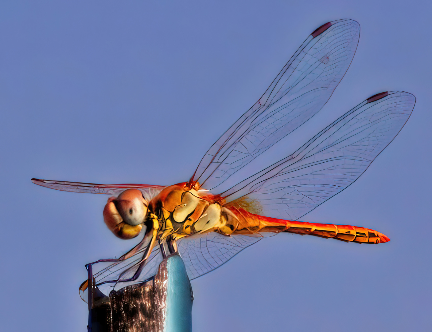 Dragon Fly 