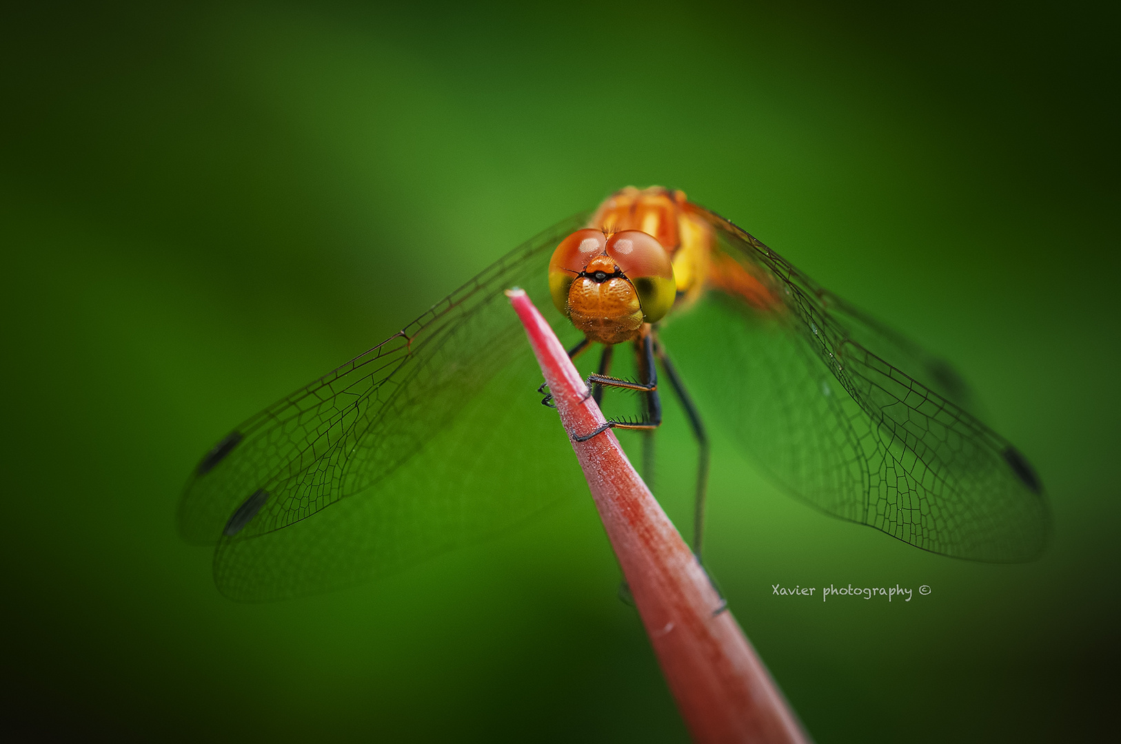 Dragon fly