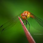 Dragon fly