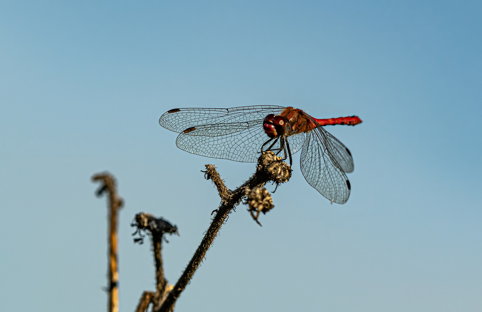 dragon-fly