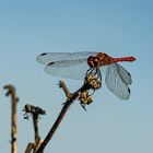 dragon-fly