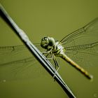 Dragon Fly: Howz me?