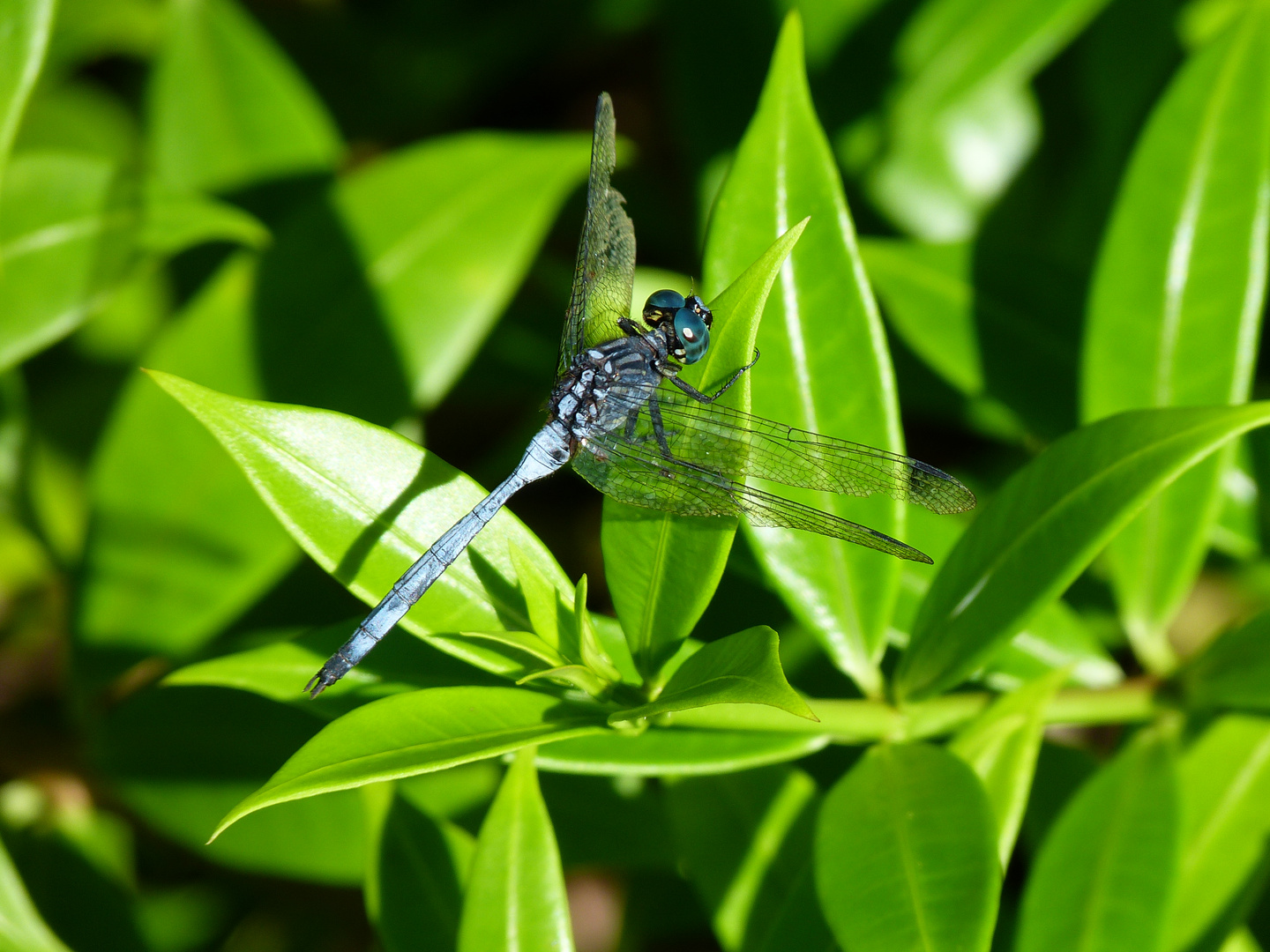 dragon fly in blue