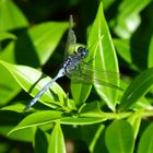 dragon fly in blue