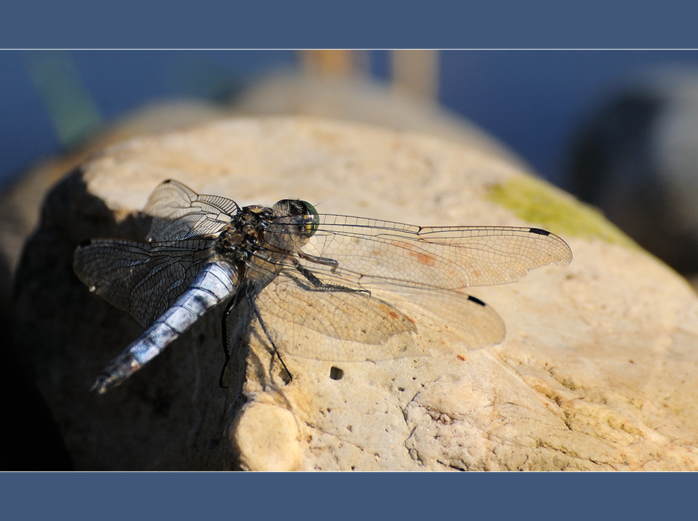 Dragon-fly on stone