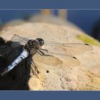 Dragon-fly on stone