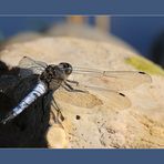 Dragon-fly on stone