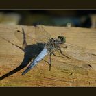 Dragon-fly on wood