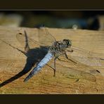 Dragon-fly on wood